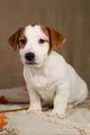piesek Jack Russell terrier ZKWP/FCI