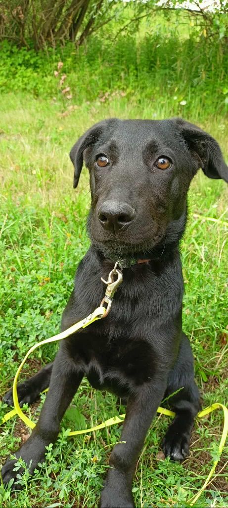Wenus do adopcji! Sandomierz