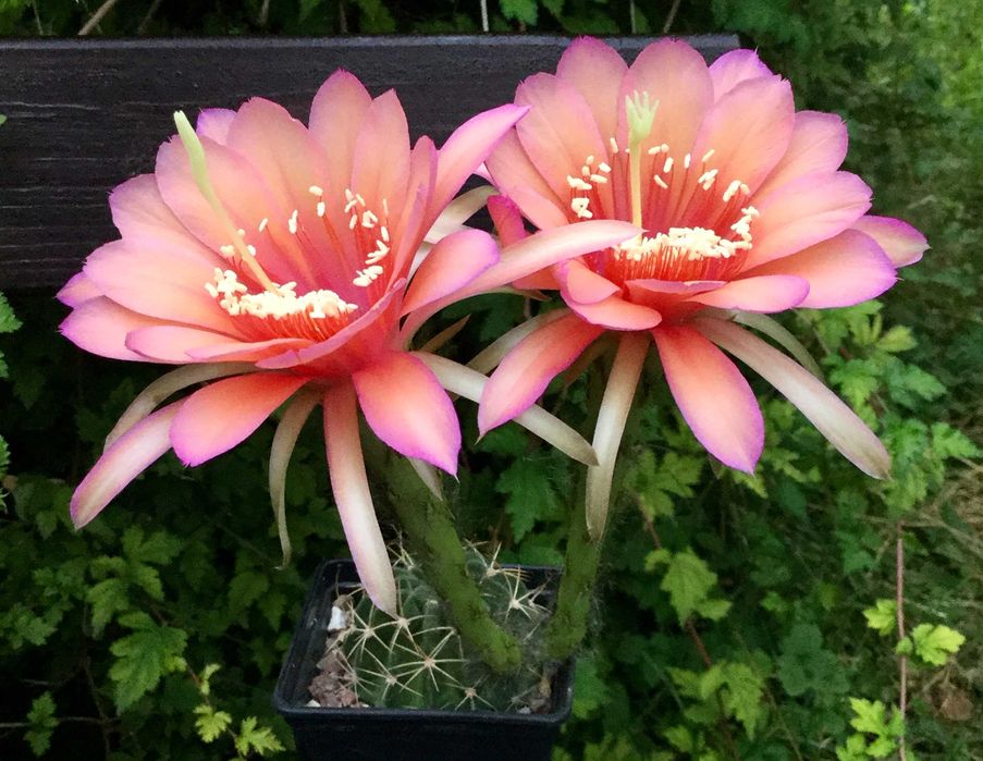 Nasiona Echinopsis / "Pseudolobivia" - kolorowe kwiaty