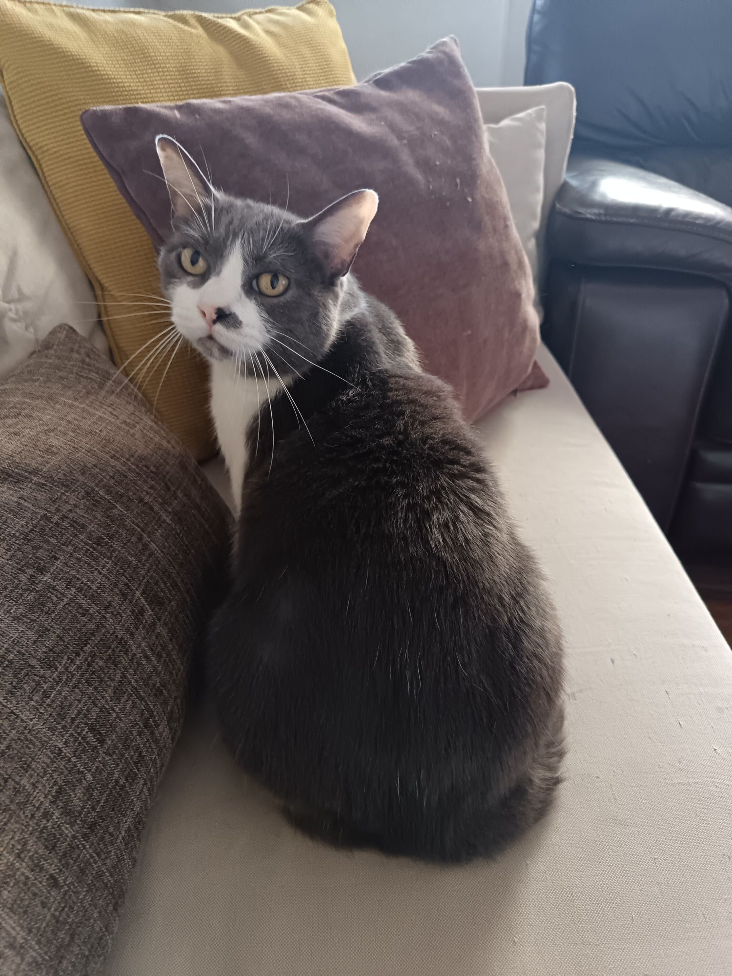 Gato com 7 anos para dar a pessoa responsável