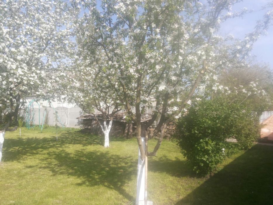 Продам Участок 26 соток с Домом в с.Соколовка (Васильковский р-н)