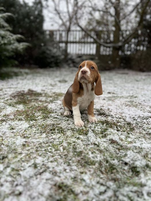 Szczeniak Beagle ( dziewczynka)