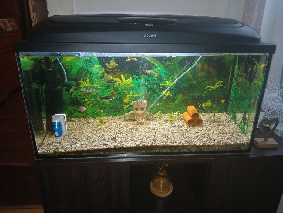 Akwarium z całą zawartością 115l