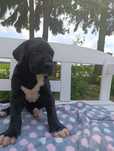 Dog niemiecki FCI suczka gotowa do odbioru