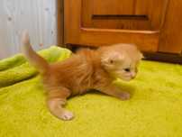 Maine Coon kocurek