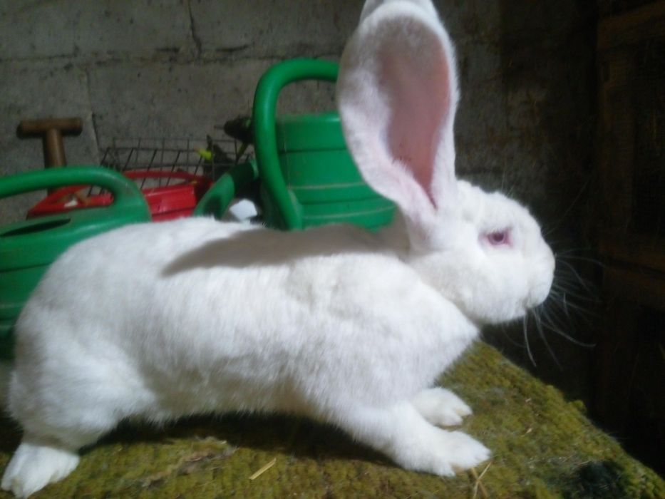 Sprzedam belgijski olbrzym