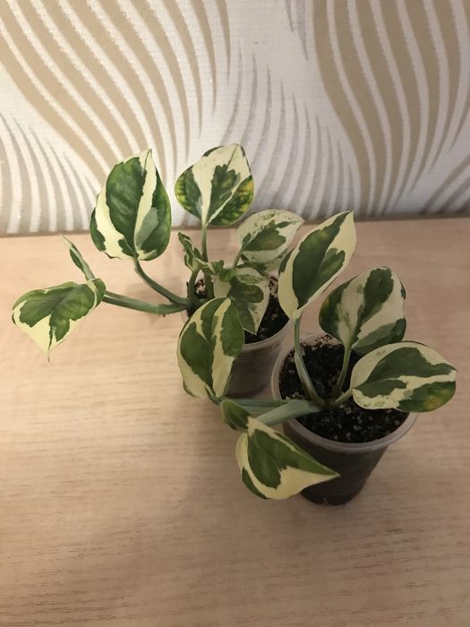 Филодендроны. Сциндапсусы, Эпипремнумы