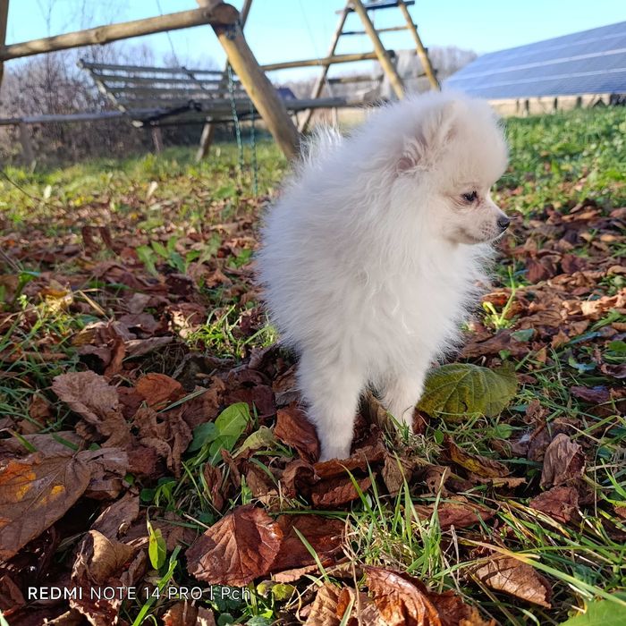 Szpic miniaturowy.Tylko dla Ciebie . Wyjątkowy pomeranian.