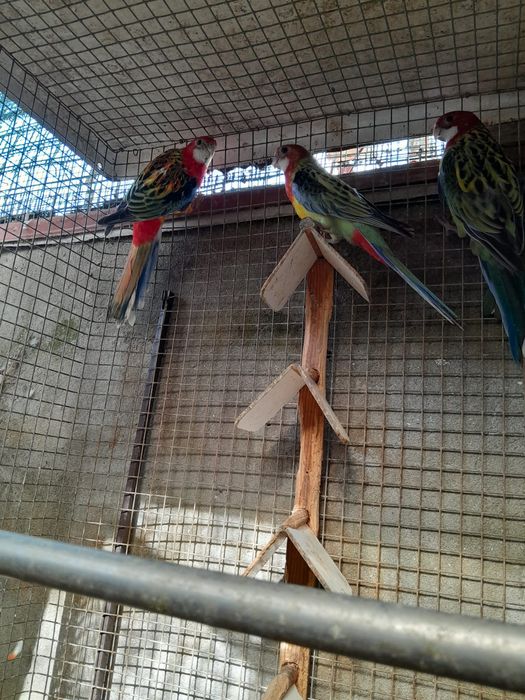 Tenho para venda roselas