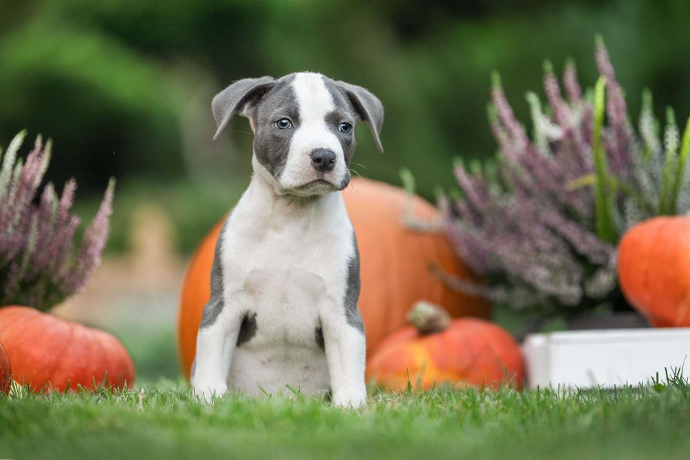 American Staffordshire terrier Amstaff ZKwP FCI
