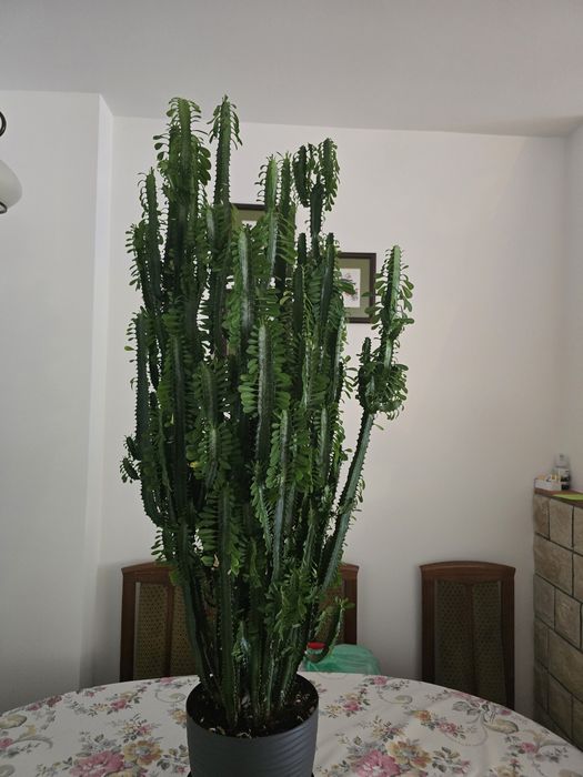 Kwiat Euphorbia Trigona Wilczomlecz Trójżebrowy