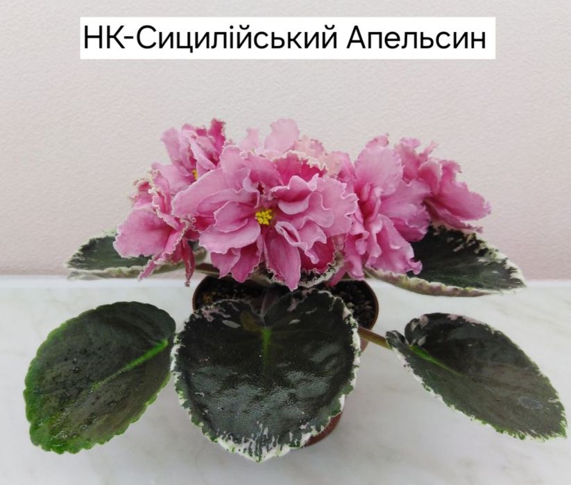 Фиалки, цветущие розетки, детки, черенки