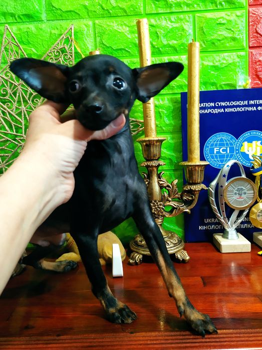 Красивый ч/п мальчик! Мини! 6мес. ОтЧемпионов! Док.КСУ,чип,полн.привит