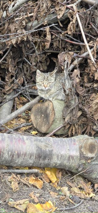 Trzy urocze kotki do wydania