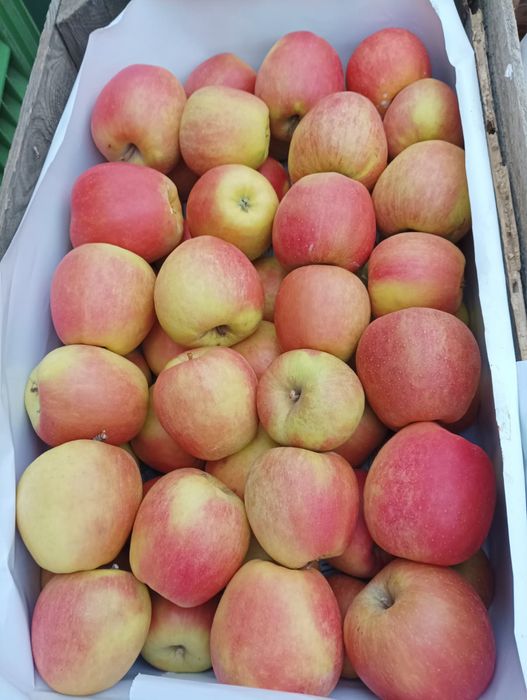 Sprzedam  jabłka cebula soki ziemniak seler marchewka burak