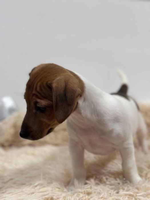Jack Russell Terrier - szczeniak gotowy do zmiany domu.