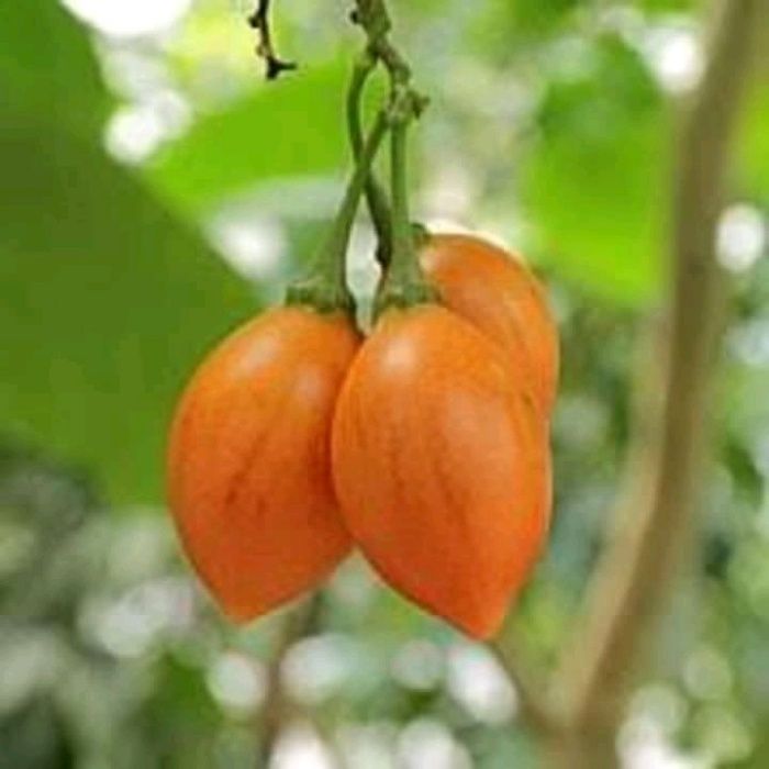 Plantas de Tamarilho Amarelos super doces .