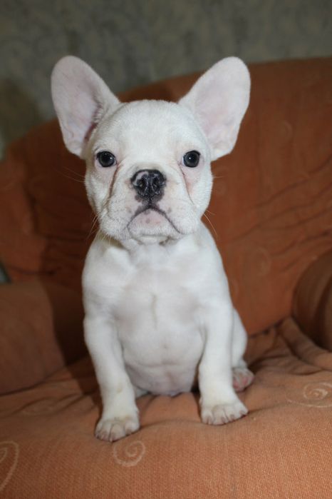 Супер генний хлопчик