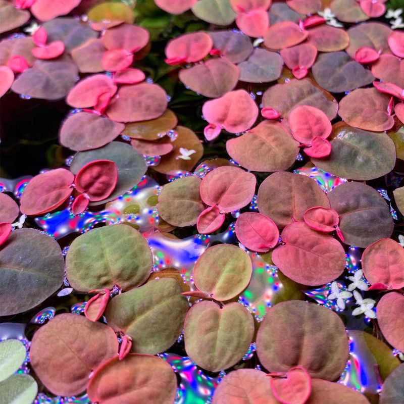 Phyllanthus fluitans (Flutuante)