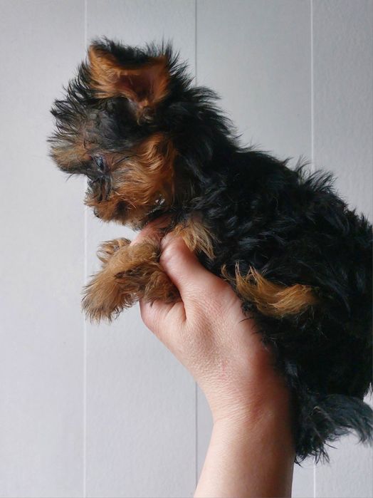 Супер мини йоркширского терьера !
