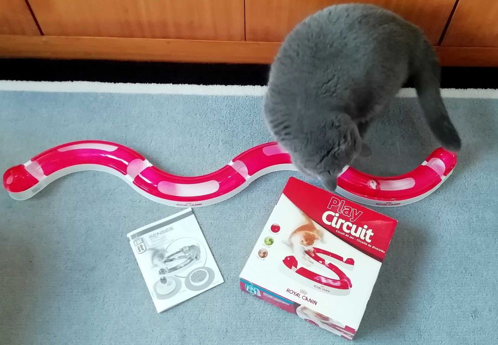 Brinquedo para Gato circuito de diversão - Novo