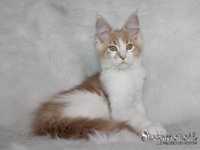 Słodka kotka Maine Coon - od Kociego Behawiorysty