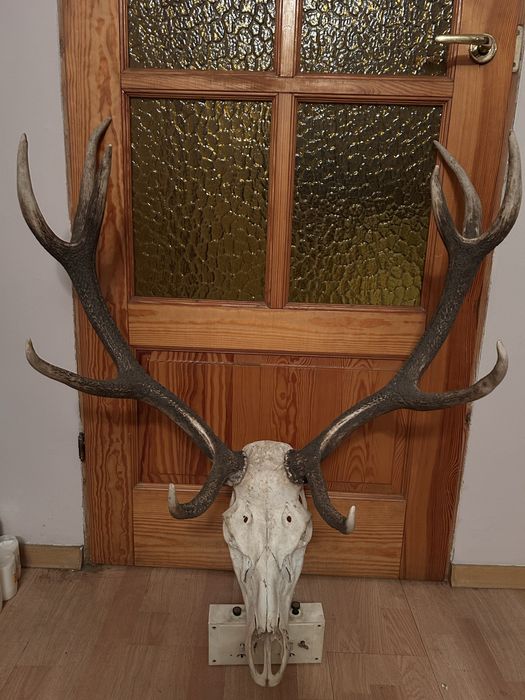 Piękny bardzo duży wieniec, poroże jelenia