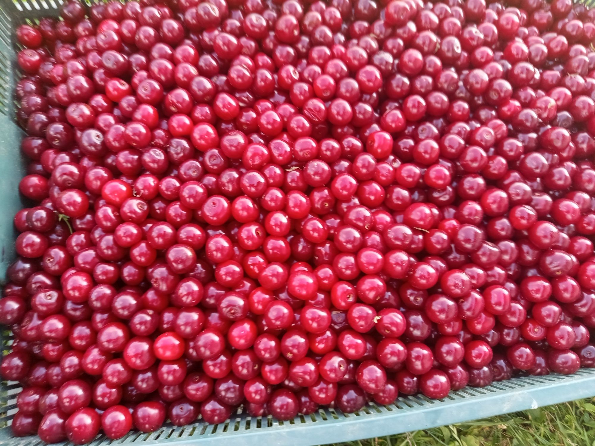 Wiśnie okazja wiśnie producent 10 zł kg