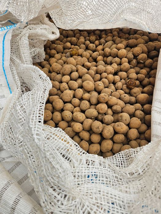 Roviera Vineta Queen anna Awanti Ziemniak po centrali