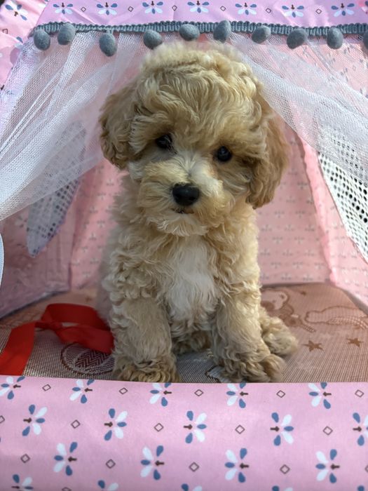 Maltipoo Mini Suczka