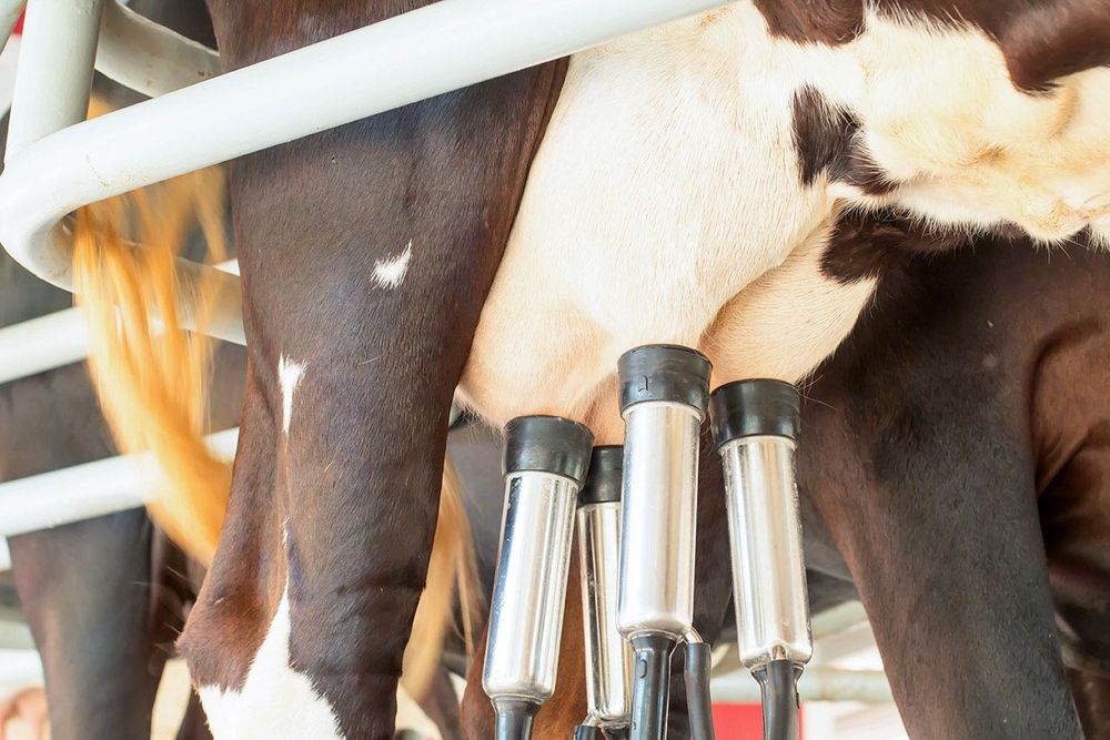 Máquina tirar leite