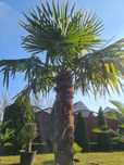 Palma mrozoodporna Trachycarpus Fortunei