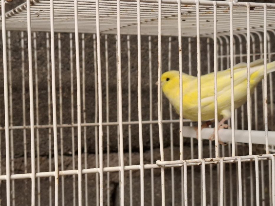 Canarios amarelos machos