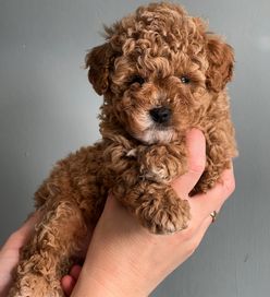 Bichpoo/ Poochon /Maltipoo/Toy