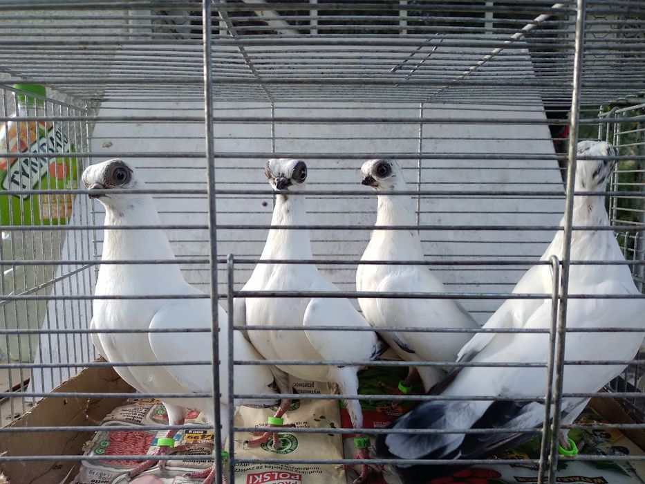 Młode szeki sprzedam