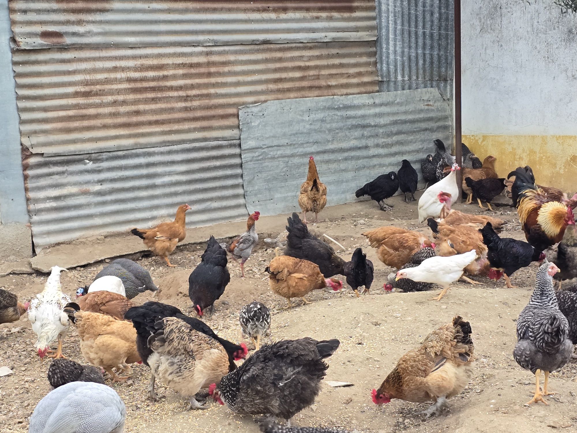 Galinhas e frangos para criação ou consumo