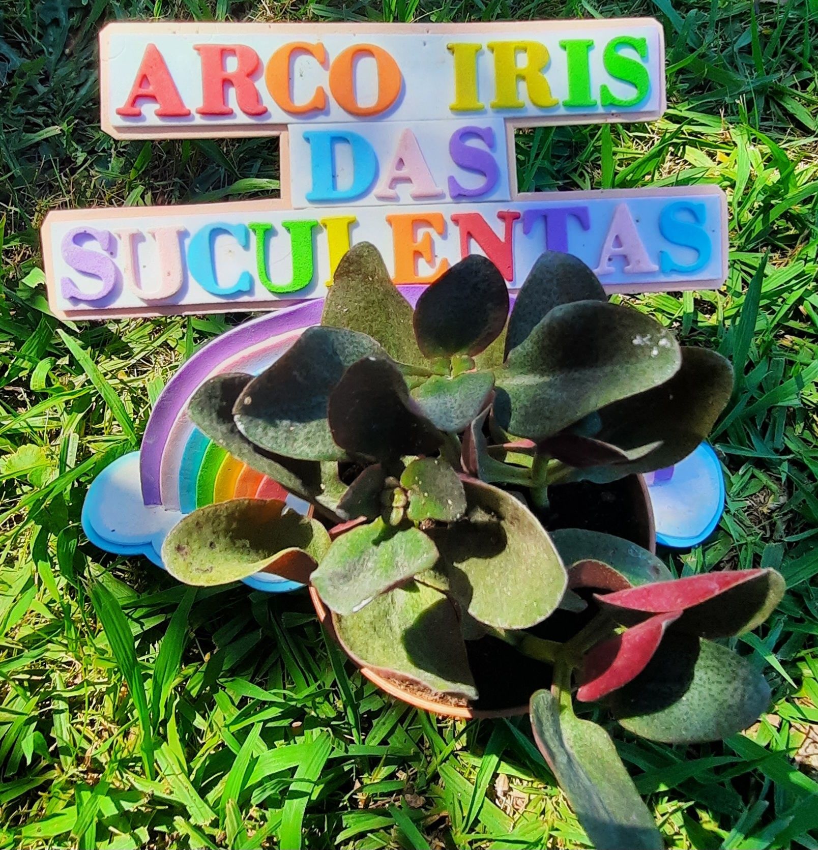 Suculentas - desde 3€