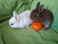 Мини и Карликовые крольчата
