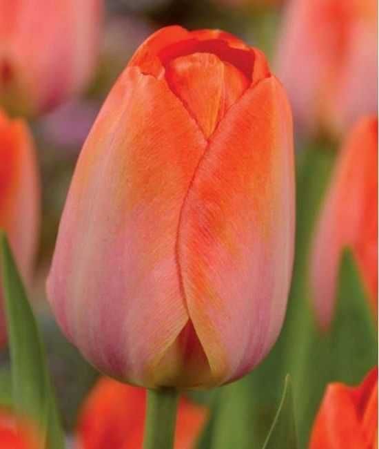 Tulipany pomarańczowe Orange van Eijk 30 cebulek za 47 zł