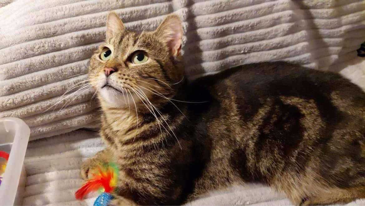 Kocurek do adopcji