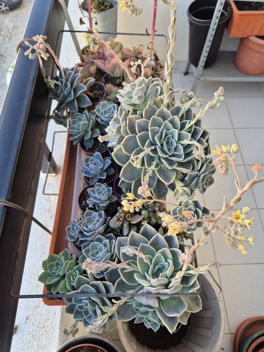 Suculentas e plantas diversas