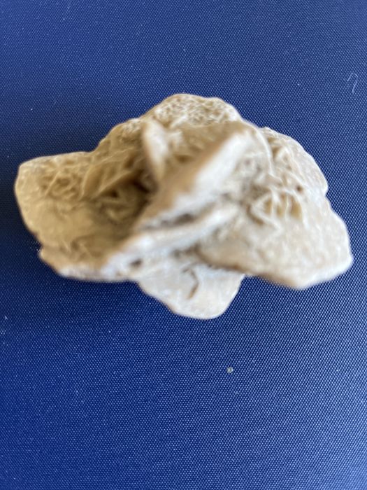 Róża pustyni, Sahara.