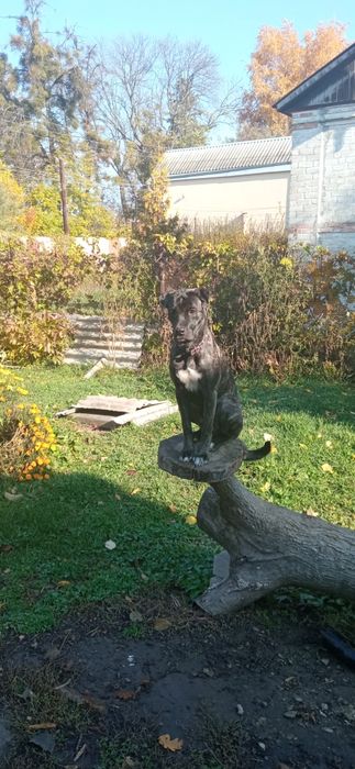 Отдам в хорошие руки