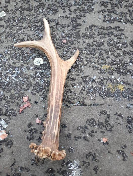 Poroża Jelenia 3 sztuki