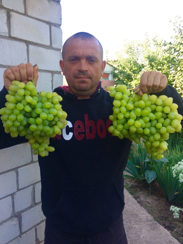 Продам вегетирующие саженцы столовых сортов винограда,