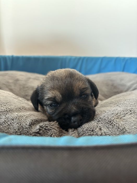 Border Terrier- suczka rezerwacja