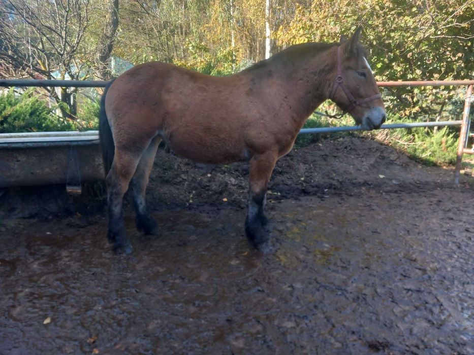 Młoda źrebica/klacz PKZ koń zimnokrwisty