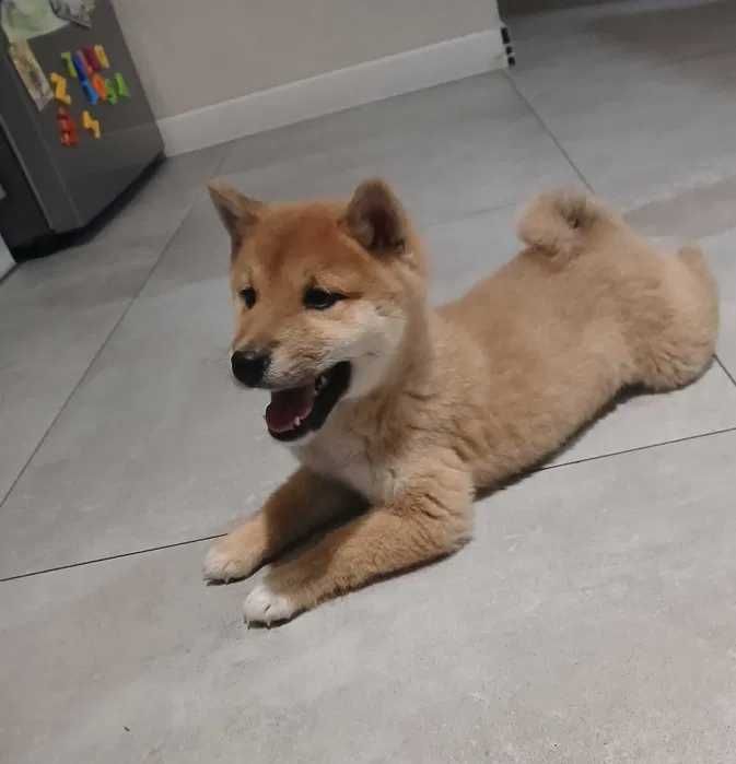 Shiba Inu ﾠﾠﾠﾠﾠﾠﾠﾠﾠﾠ