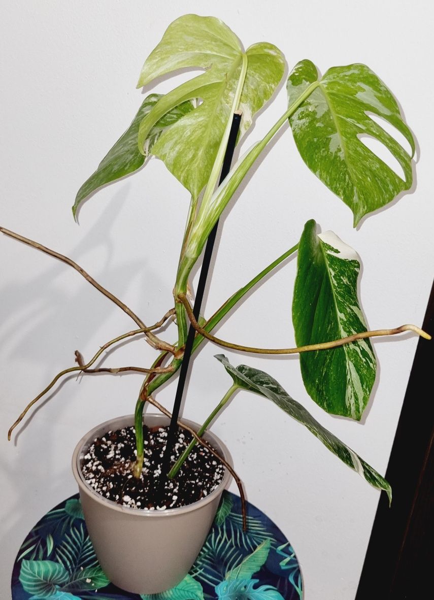 Monstera variegata M7