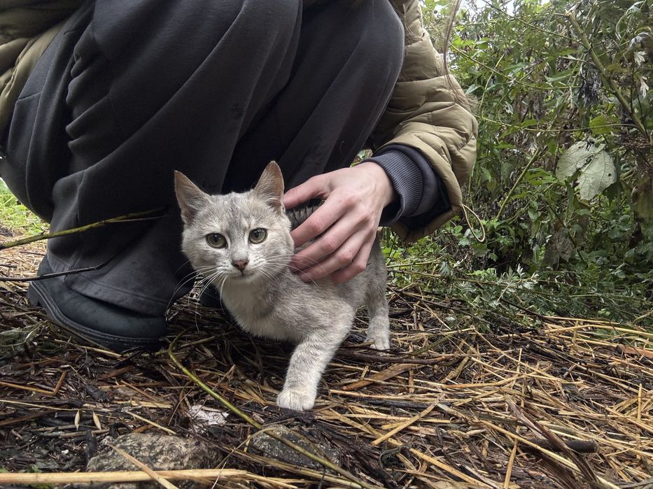 Котенятко 4-5 місяців дівчинка